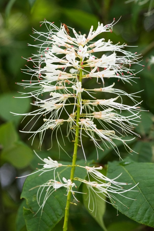 bottlebrush buckeye